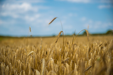 Close up of single wheat ear among whole wheat field with strong bokeh background, blue sky