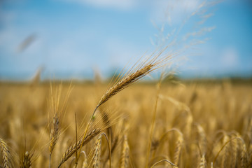 Naklejka premium Close up of single wheat ear among whole wheat field with strong bokeh background, blue sky