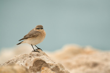 Desert wheatear perched on limestone rock, Bahrain