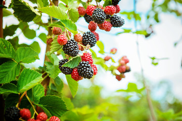 bushes ripe fresh blackberries, new crop