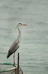 Portrait of a Grey heron, Bahrain 