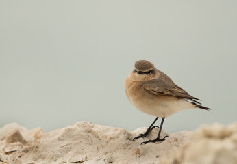 Desert wheatear perched on limestone rock, Bahrain