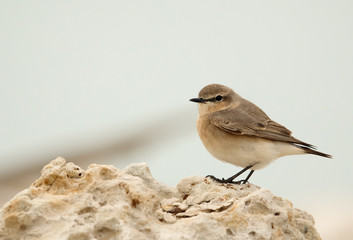 Desert wheatear perched on limestone rock, Bahrain