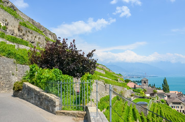 Magnificent terraced vineyards on slopes by Geneva Lake, Switzerland. Famous Lavaux wine region. Picturesque village Saint Saphorin in background. Photographed in summer season. Tourist spot