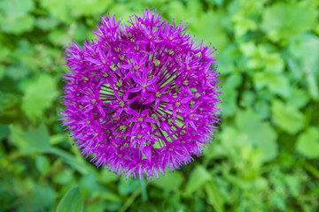 Purple allium flower  on green background