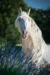 beautiful long haired perlino lusitano stallion posing in lavender