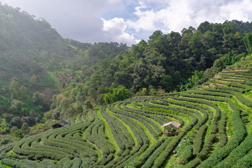 Green tea plantations and old pavilion. Asian.