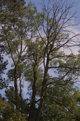 Obraz na płótnie Canvas The branches of an tree on a light blue sky background
