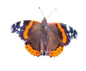 Colorful butterfly on a white isolated background_
