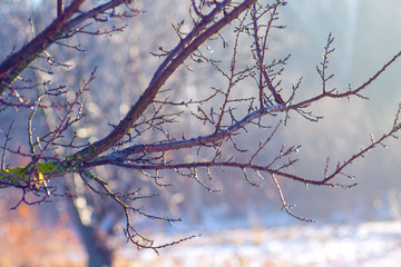 Naked tree branch in winter in sunny weather_