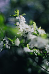 White lilacs flowers background outdors light nice