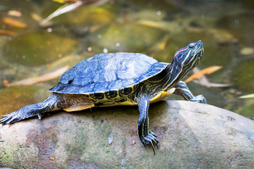 A turtle with a raised head on the stones near the river_