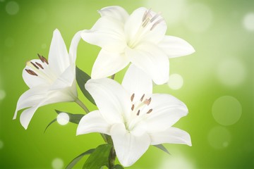 Fototapeta na wymiar White large Lily flowers close-up on a green background with highlights