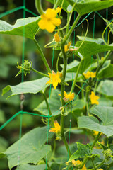 Flowering cucumber yellow flowers in the garden. Vegetable blooms, small and fresh cucumbers, background. Agriculture