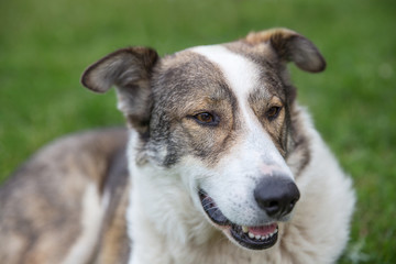 Happy dog is laying on the lawn in the garden on a summer sunny day and smiling