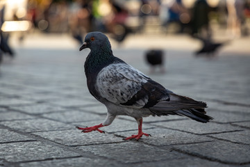 pigeon on the street