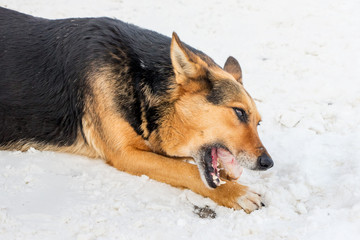 The dog eats meat in the snow in the winter_