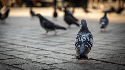 pigeons on the street