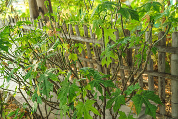 Japanese papaya tree in nature garden