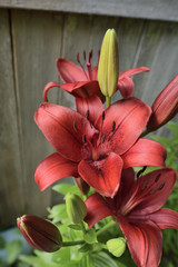 red lily on the background of the plank wall