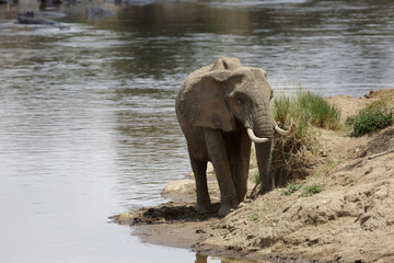 African elephant coming out of river at Masai Mara, Kenya