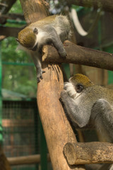 Portrait of happy african little green monkeys chlorocebus sabaeus species in the zoo playing in the summer.