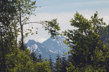 Blick durch Baumwipfel auf Berge