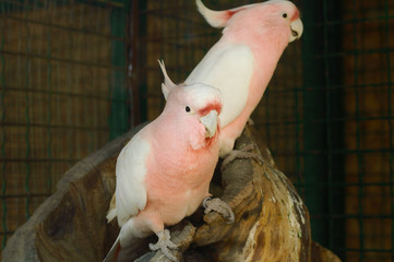 A cute pair of pink major mitchell's cockatoo sitting on a branch and playing with each other. Rare...