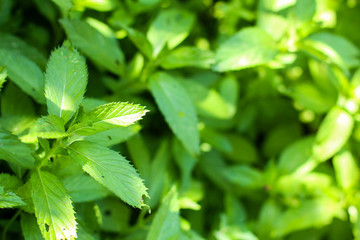 Fototapeta na wymiar mint, bushes and green petals (peppermint plants in the garden). top food background. copy space