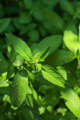 mint, bushes and green petals (peppermint plants in the garden). top food background. copy space