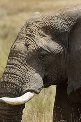 African elephant closeup, Masai Mara, Kenya