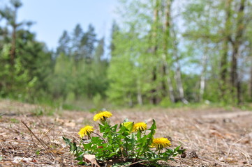 Yellow spring flowers in the forest