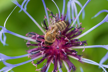 Biene auf Blüte