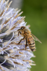 Honey Bee (Apis mellifera) on a Blue Allium