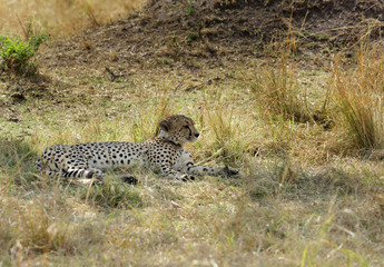 Cheetah relaxing in Savannah grasses, Masai Mara, kenya