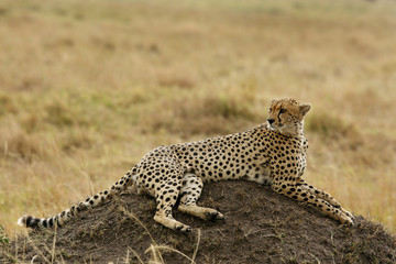 Cheetah relaxing on mound, Masai Mara, kenya