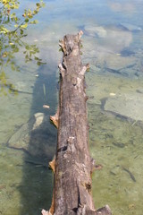 tree in the water