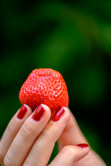 A ripe strawberry freshly picked and held high in fingertips.