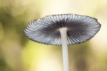 Coprinus or Parasola species, a small mushroom that grows on nitrogen-rich remains of a very delicate appearance