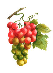 Watercolor grape bunch of green and dark grapes isolated on a white background illustration.
