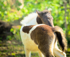 Fototapeta premium Niedliches Fohlen in der Sonne auf einer Wiese