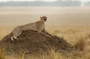 Cheetah yawning while relaxing on mound, Masai Mara, kenya