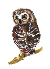 Watercolor owl bird isolated on a white background illustration.