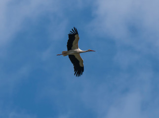 The white stork, Ciconia ciconia, flying with widely spread wings on blue sky background
