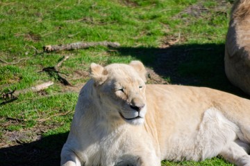 Pictures of animals from the Zoo