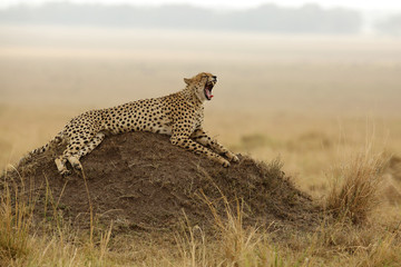Cheetah yawning while relaxing on mound, Masai Mara, kenya