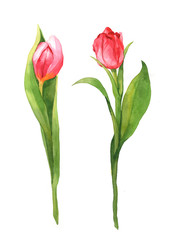 Watercolor bouquet of tulips isolated on a white background illustration.