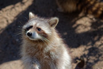 Pictures of animals from the Zoo