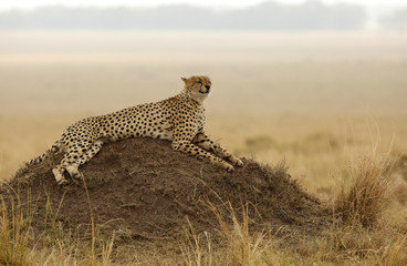 Cheetah on mound at Masai Mara, Kenya