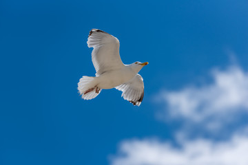 Möwe
